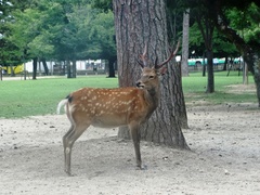 Cervus nippon