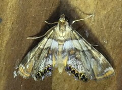 Neargyractis slossonalis