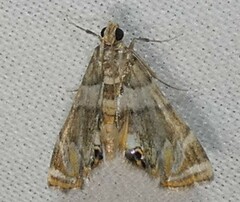 Neargyractis slossonalis