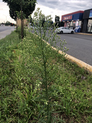 Erigeron canadensis