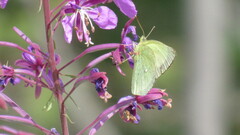 Colias palaeno