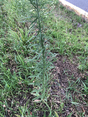 Erigeron canadensis
