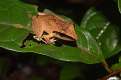 Pristimantis chiastonotus