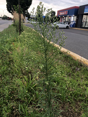 Erigeron canadensis
