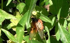 Acraea neobule