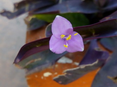 Tradescantia pallida