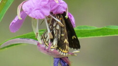Heteropterus morpheus