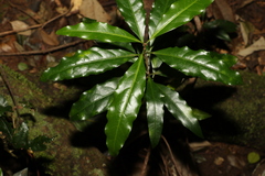 Actephila mooreana