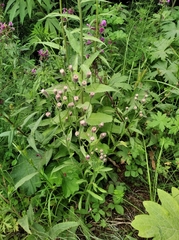 Erigeron acris kamtschaticus