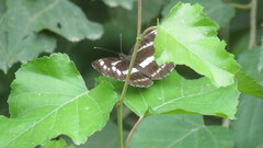 Neptis andetria