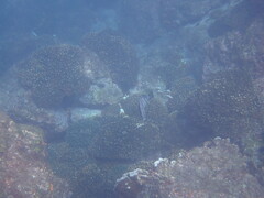 Dermatolepis dermatolepis