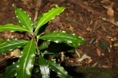 Actephila mooreana