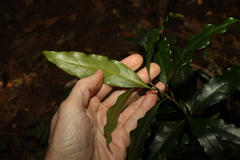 Actephila mooreana