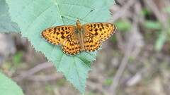 Nymphalidae