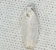 Antaeotricha albulella