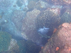 Dermatolepis dermatolepis