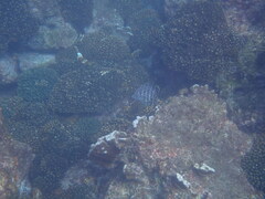 Dermatolepis dermatolepis