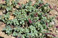 Epilobium obcordatum