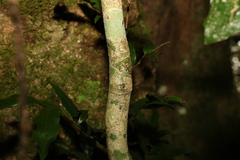 Planchonella