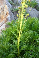 Artemisia norvegica