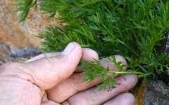 Artemisia norvegica