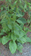 Solidago squarrosa