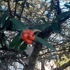 Pyracantha