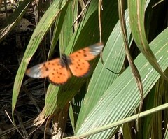 Acraea neobule