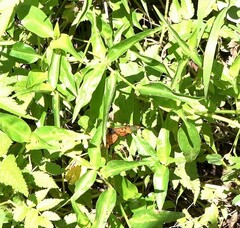 Acraea neobule