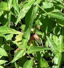 Acraea neobule