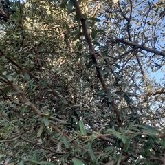 Pyracantha
