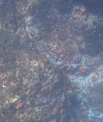Orange Cup Coral