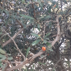 Pyracantha