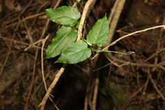 Leichhardtia longiloba
