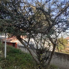 Pyracantha
