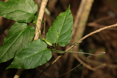 Leichhardtia longiloba