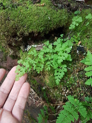 Cryptogramma stelleri