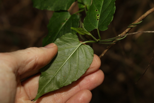 Image of Vincetoxicum paniculatum by (c) Greg Tasney, some rights reserved (CC BY-SA)