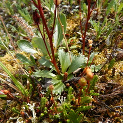 Micranthes razshivinii