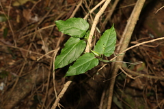 Leichhardtia longiloba