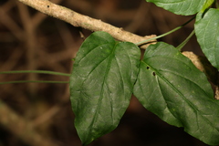 Leichhardtia longiloba