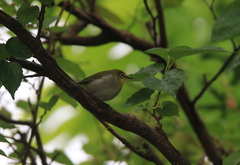 Zosterops simplex simplex