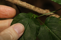 Leichhardtia longiloba