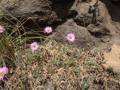 Dimorphotheca jucunda