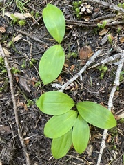 Clintonia uniflora