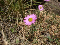 Dimorphotheca jucunda