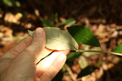 Solanum shirleyanum