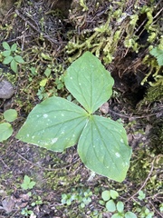 Trillium ovatum