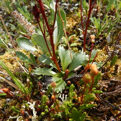 Micranthes razshivinii