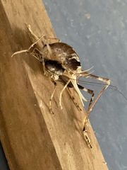 Diestrammena elegantissima